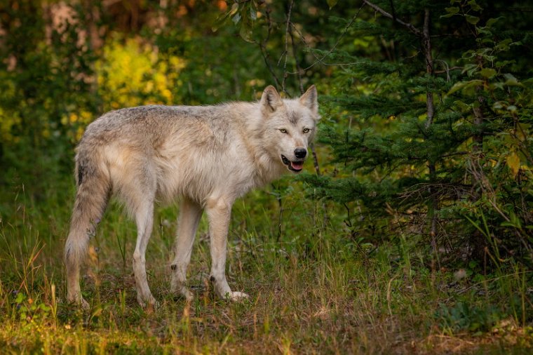 162 Canada, Golden, Northern Lights Wildlife Wolf Center.jpg